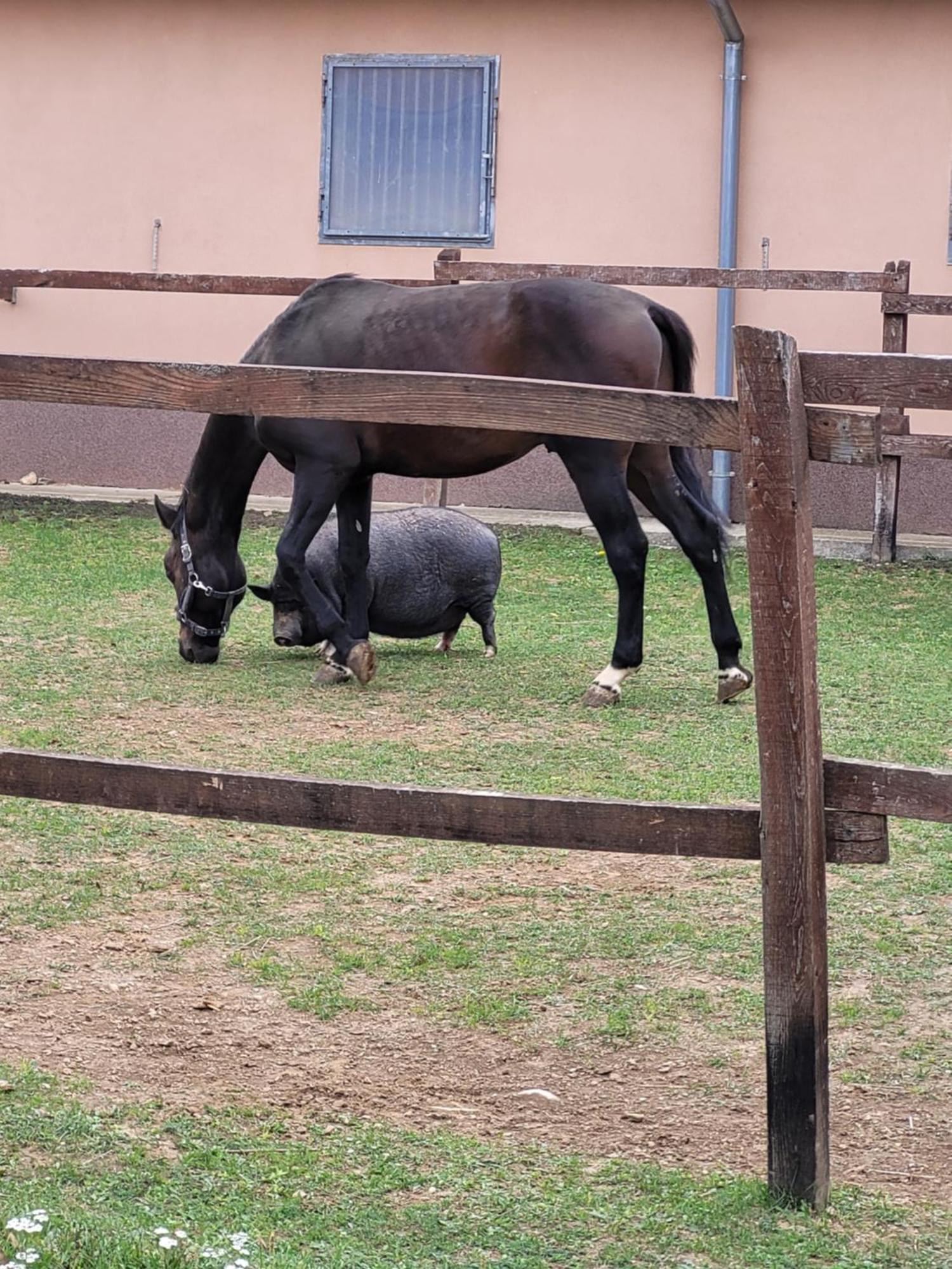 Totvar Lovas Szallashely Kovagotottos Bagian luar foto